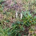 Polygonum viviparum. Many tiny white flowers on a spike.